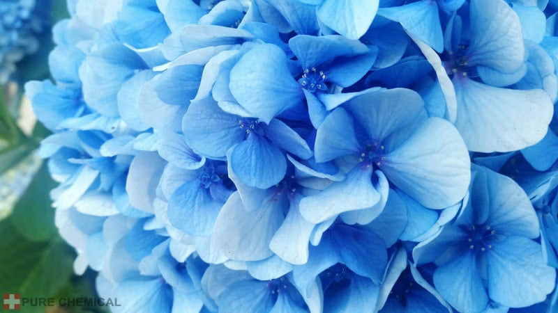 Aluminiumsulfat til Blå Hortensia 3 kg