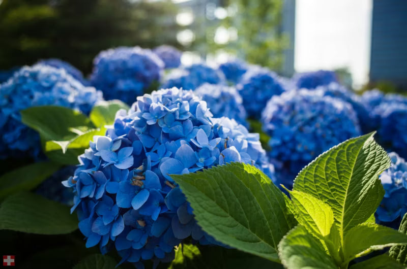 Aluminiumsulfat til Blå Hortensia 1 kg