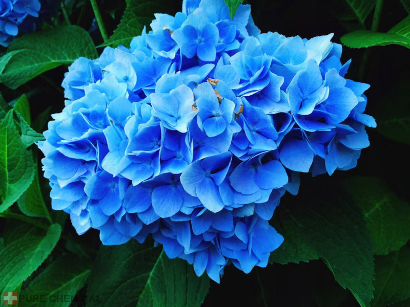 Aluminiumsulfat til Blå Hortensia 1 kg