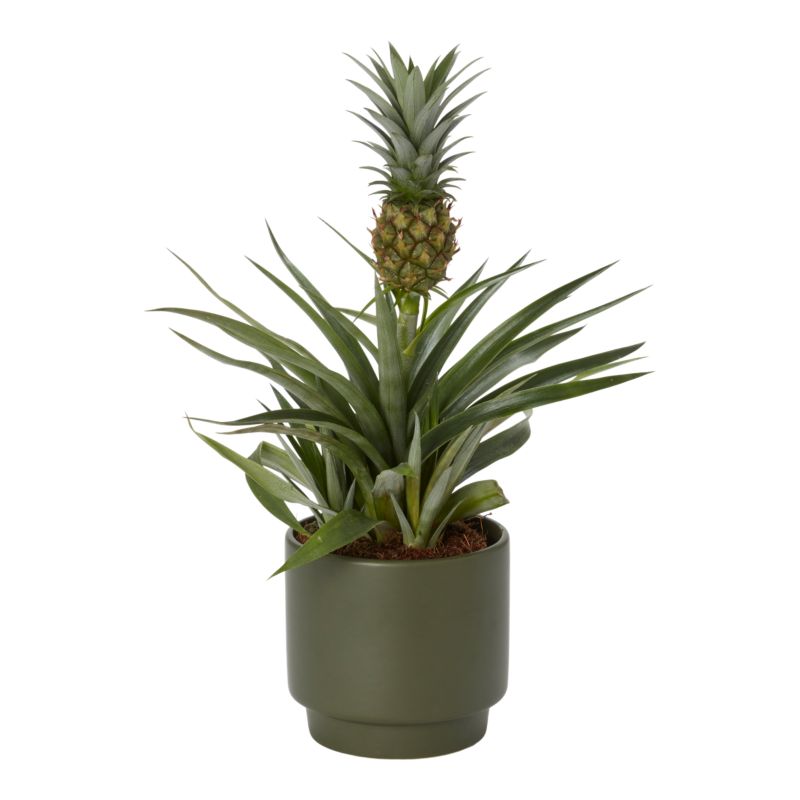 Ananas i keramisk potte 12 cm