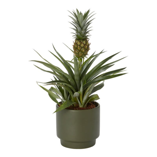 Ananas i keramisk potte 12 cm
