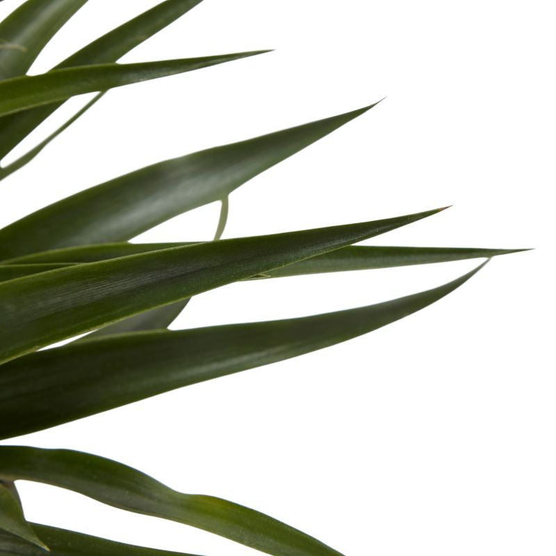 Ananas i keramisk potte 12 cm