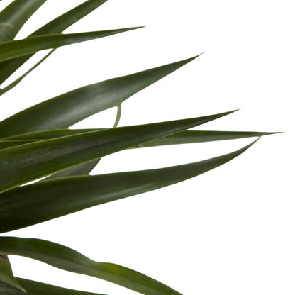 Ananas i keramisk potte 12 cm