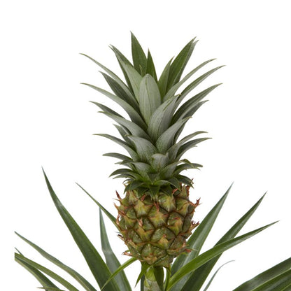 Ananas i keramisk potte 12 cm