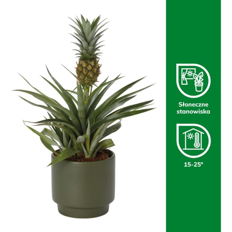 Ananas i keramisk potte 12 cm