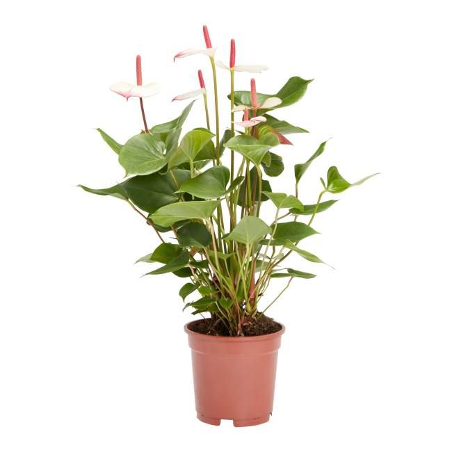Anturium GoodHome 17 cm