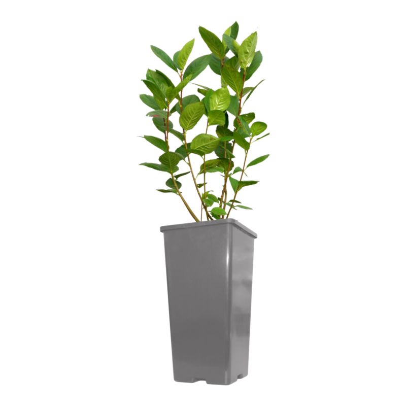 Aronia Verve i potte C2