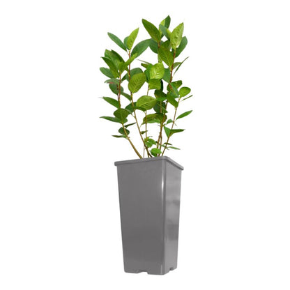 Aronia Verve i potte C2