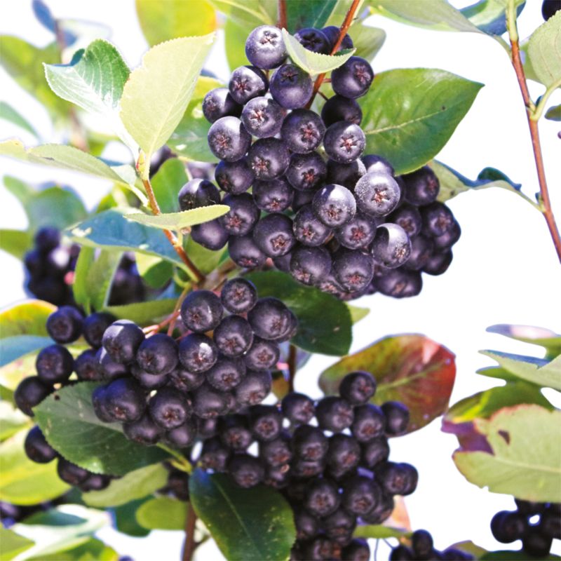 Aronia Verve i potte C2