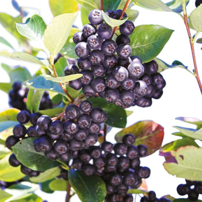 Aronia Verve i potte C2