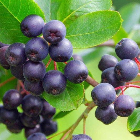 Aronia Verve i potte C2