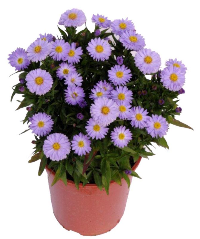Aster i 17 cm potte