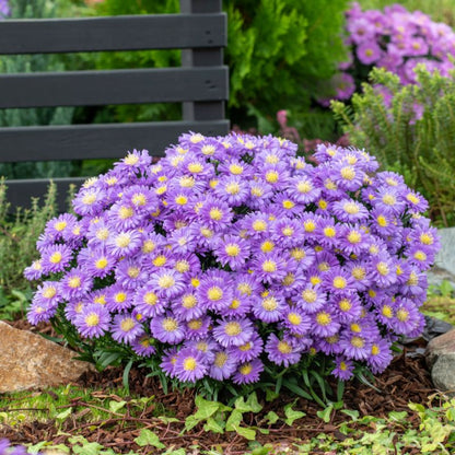 Aster i 17 cm potte