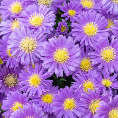 Aster i 17 cm potte