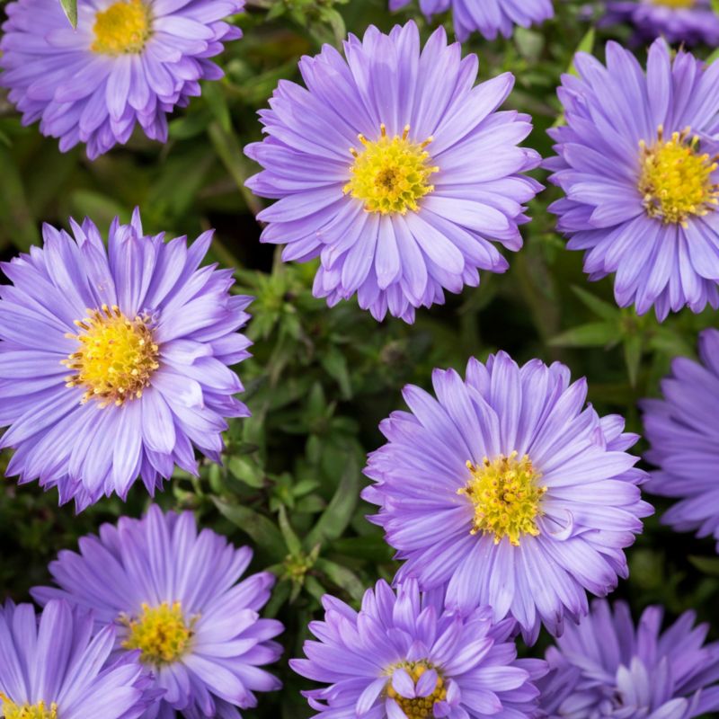 Aster Samoa Verve 2 l