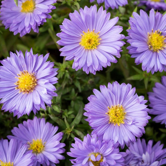 Aster Samoa Verve 2 l
