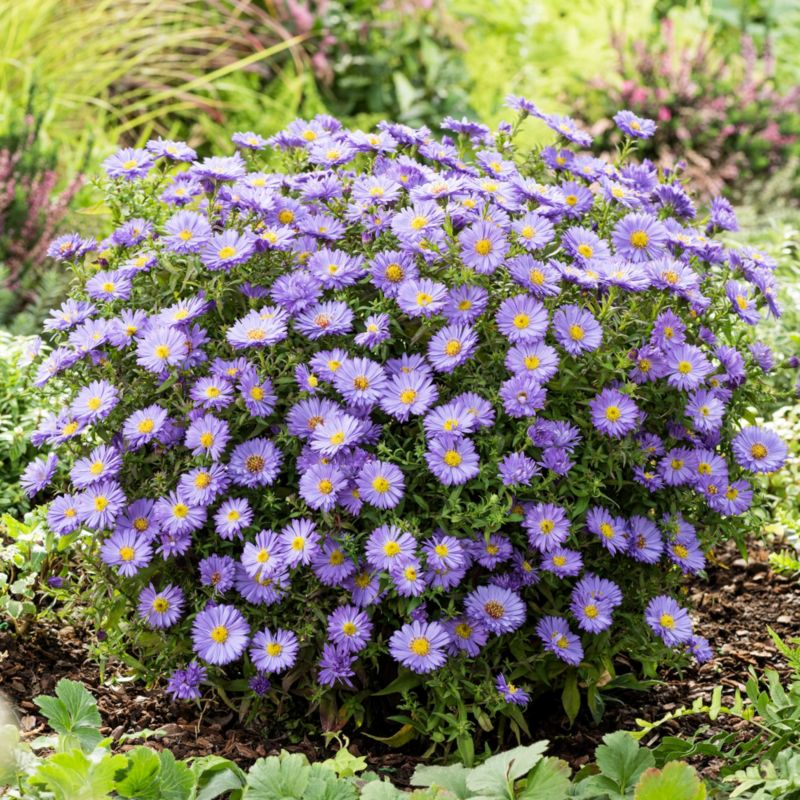 Aster Samoa Verve 2 l