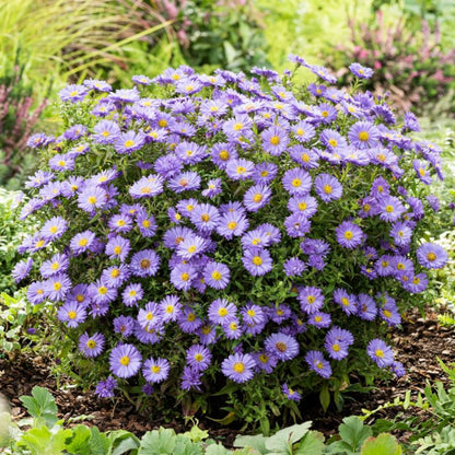 Aster Samoa Verve 2 l