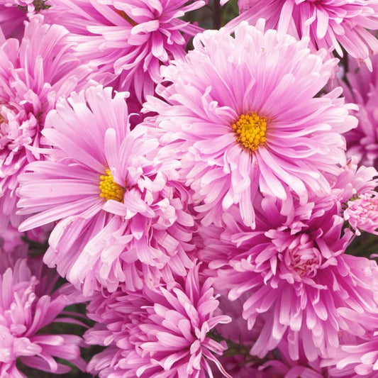 Aster Showmaker 17 cm
