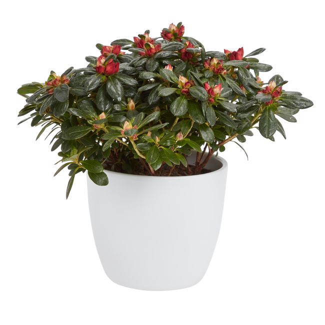 Azalea GoodHome 12 cm