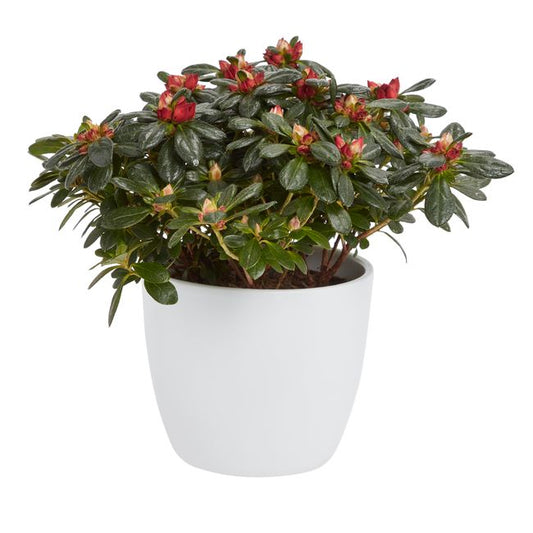 Azalea GoodHome 12 cm