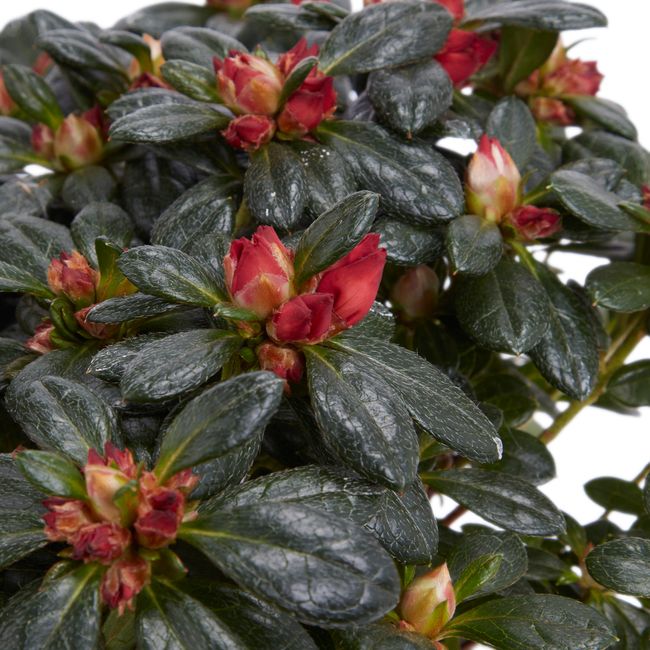 Azalea GoodHome 12 cm