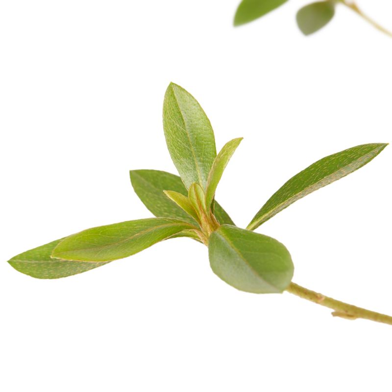 Azalea GoodHome hvid 5 l