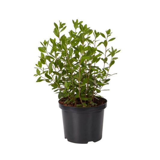 Azalea GoodHome rød 5 l