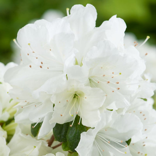 Japansk azalea Verve hvid 2 l