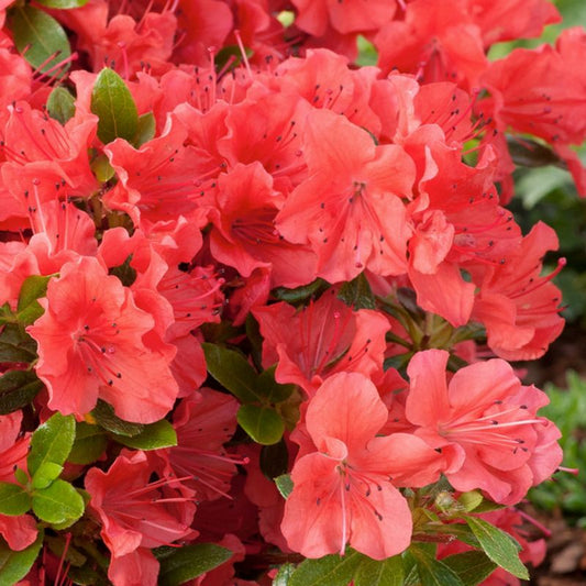Japansk azalea Verve rød 2 l