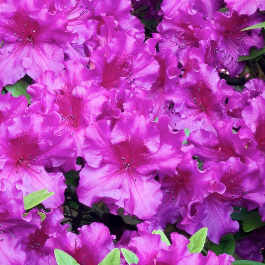 Japansk azalea Verve purpur 2 l