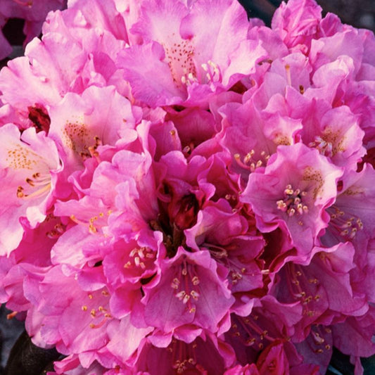Azalea japansk Verve lyserød 5 l