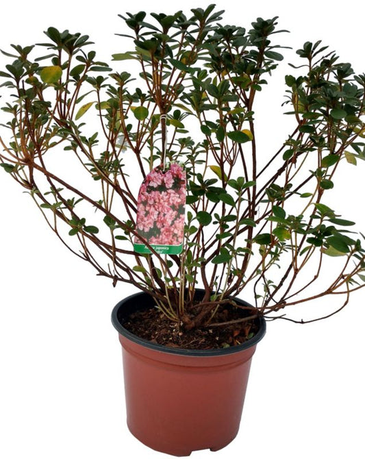 Japansk azalea i varianter P18