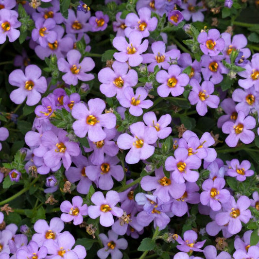Bacopa i flere farver 10,5 cm