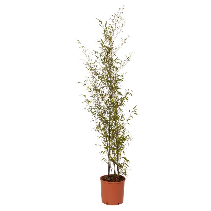 GoodHome bambus sort 12 l