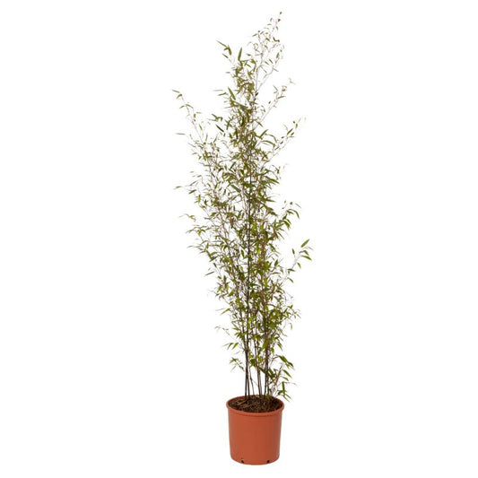 GoodHome bambus sort 12 l
