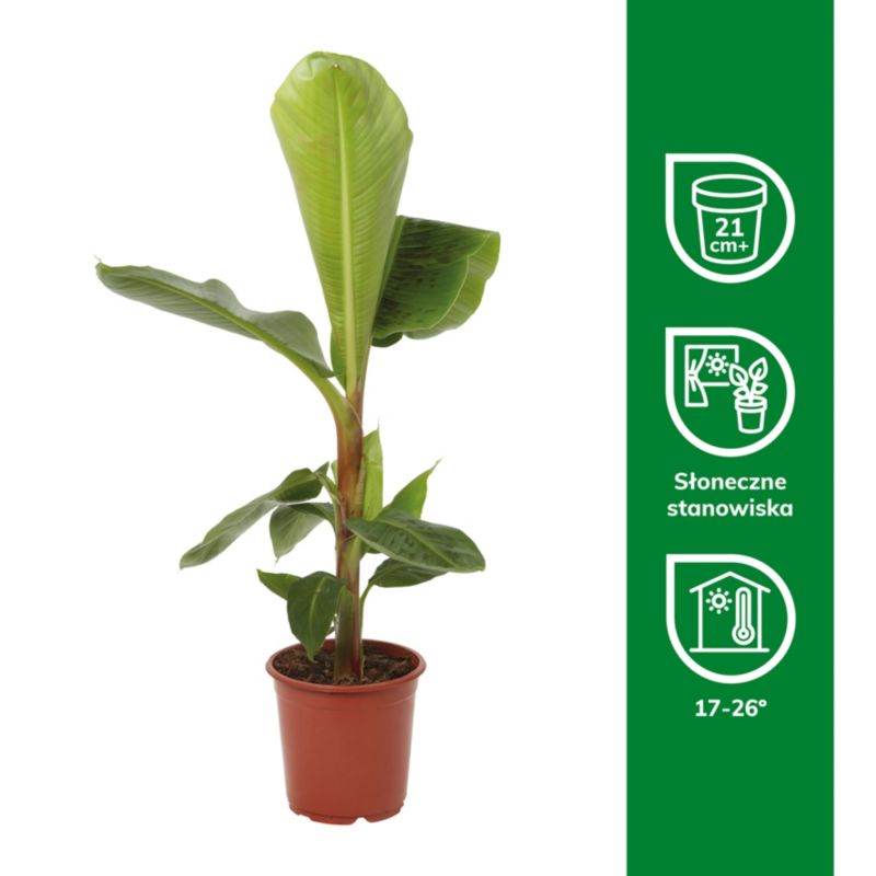 Bananplante Musa 21 cm