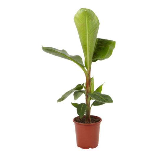 Bananplante Musa 21 cm