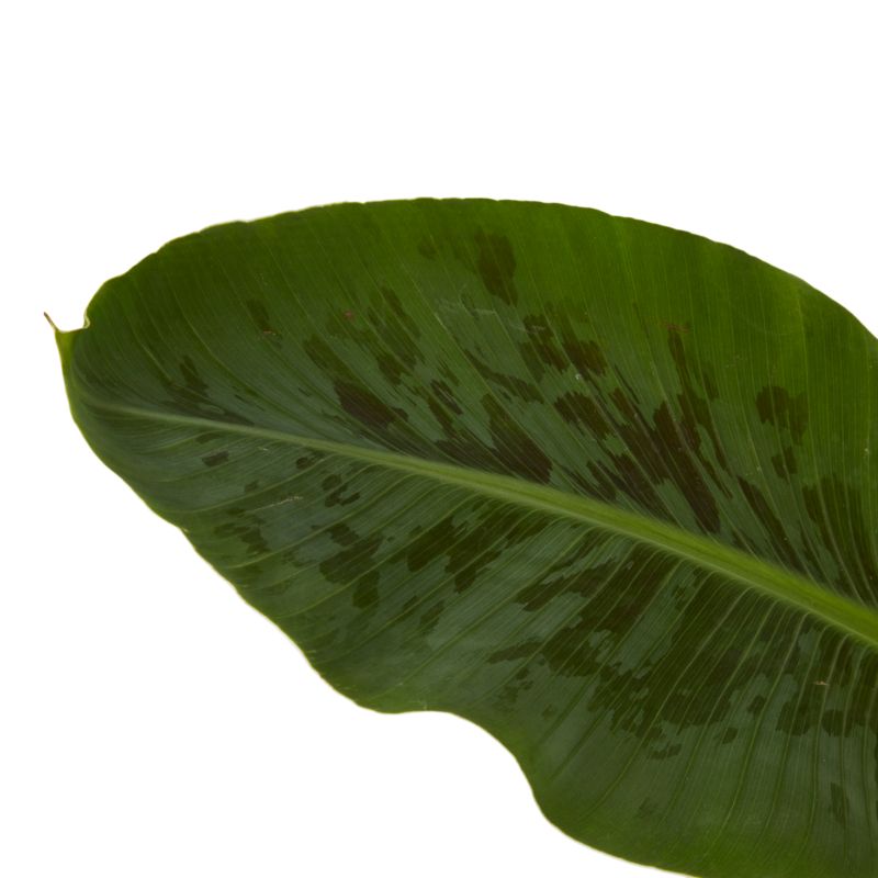 Bananplante Musa 21 cm