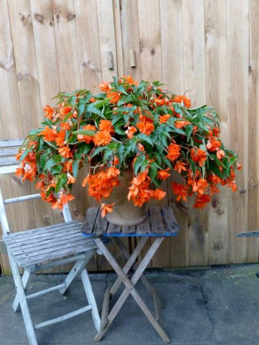 Begonia Trailing Grace 13 cm