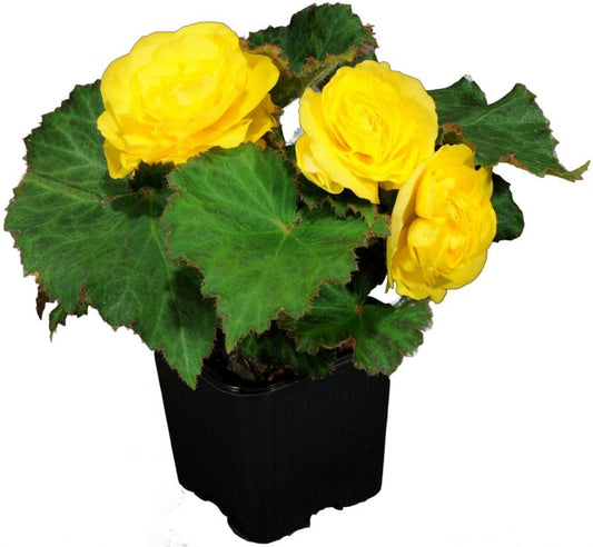 Begonia Verve i potte 10,5 cm højde 16 cm