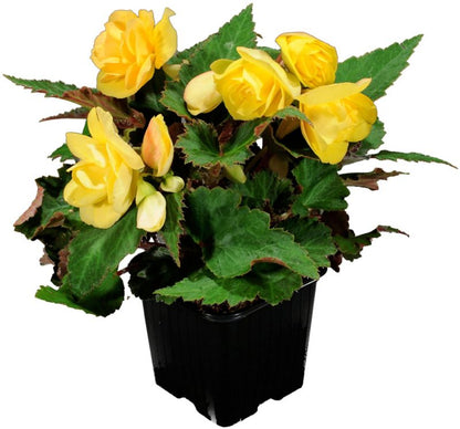Begonia Verve hængende i potte 10,5 cm højde 16 cm