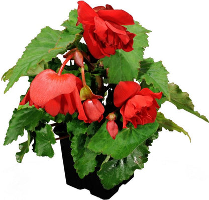 Begonia Verve hængende i potte 10,5 cm højde 16 cm