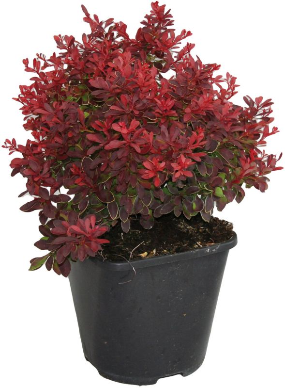 Berberis Admiration Verve 2 l