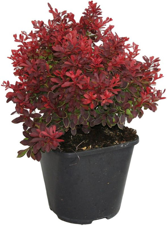 Berberis Admiration Verve 2 l