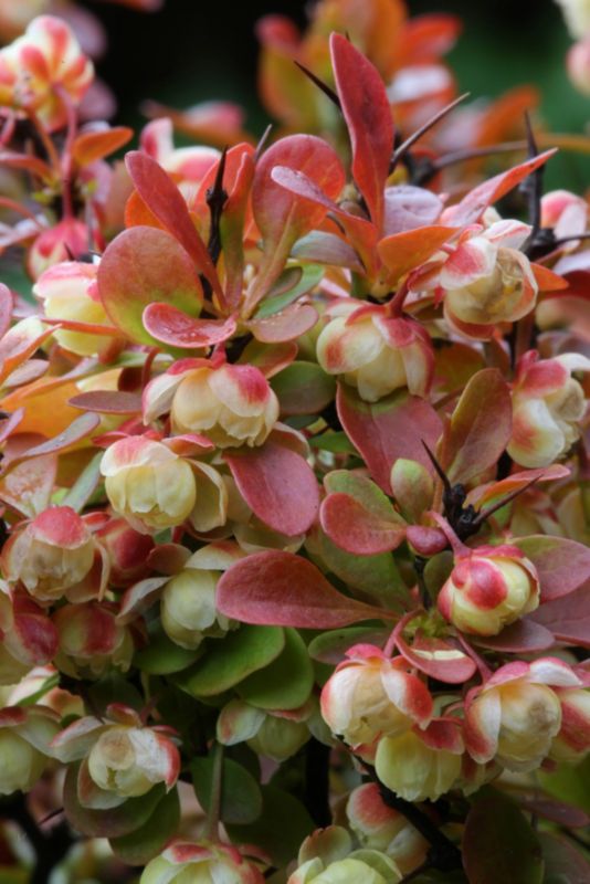Berberis Admiration Verve 2 l