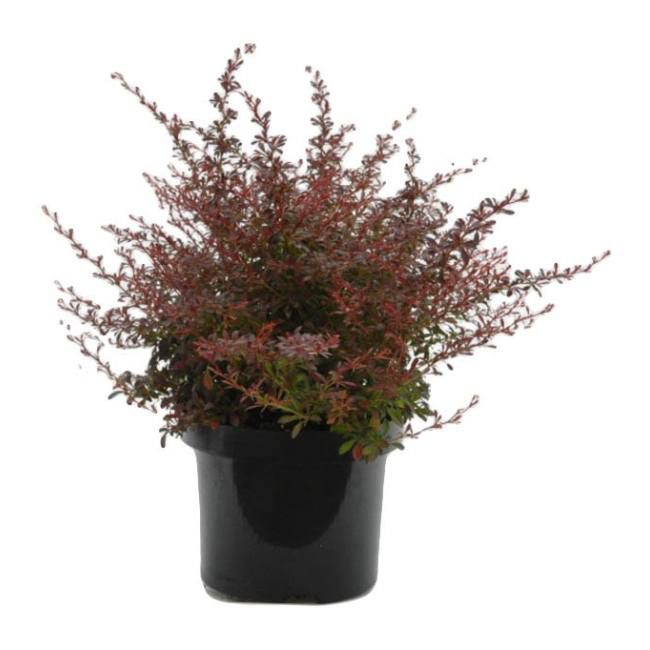Berberis Orange Sunrise Verve 2 l
