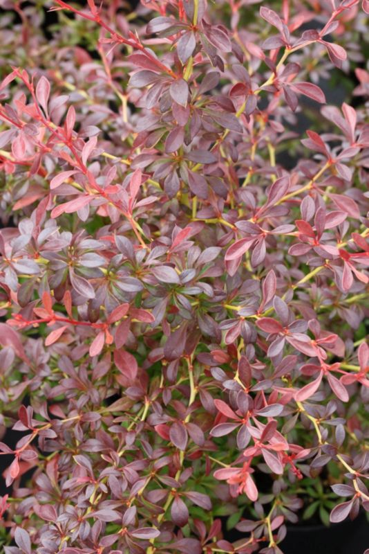 Berberis Orange Sunrise Verve 2 l
