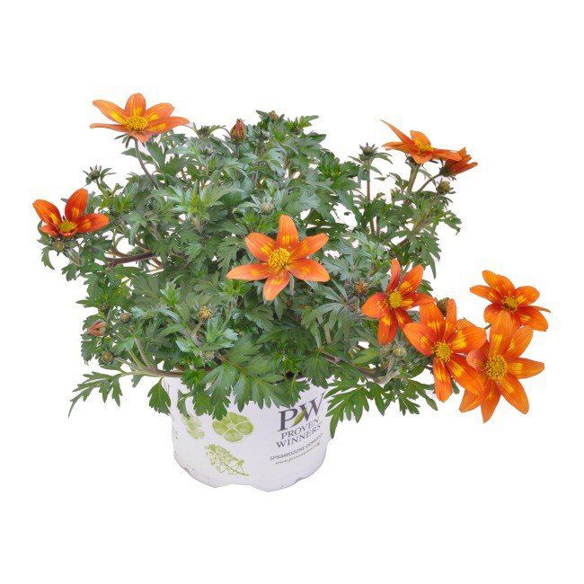 Bidens Blazing Embers 13 cm