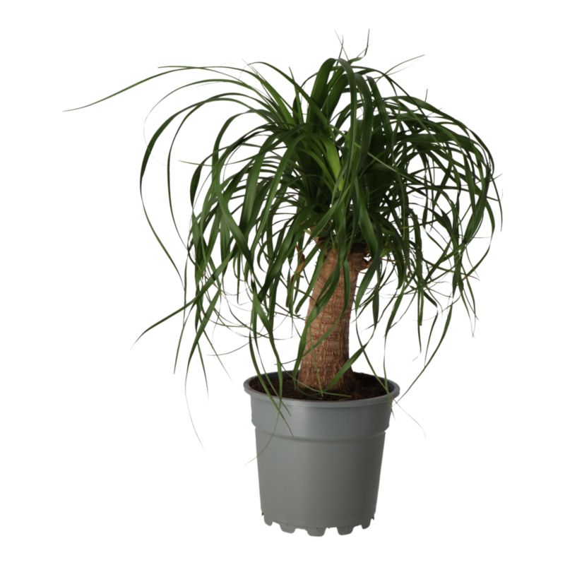 Bukarnia bøjet 17 cm